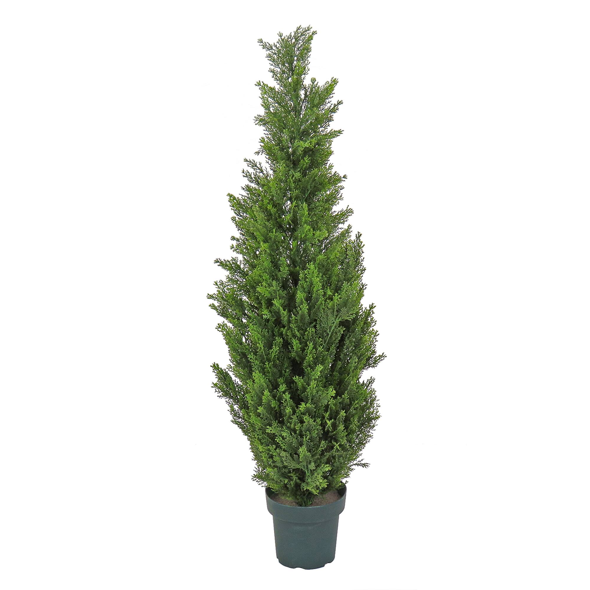 50" Cedar Tree